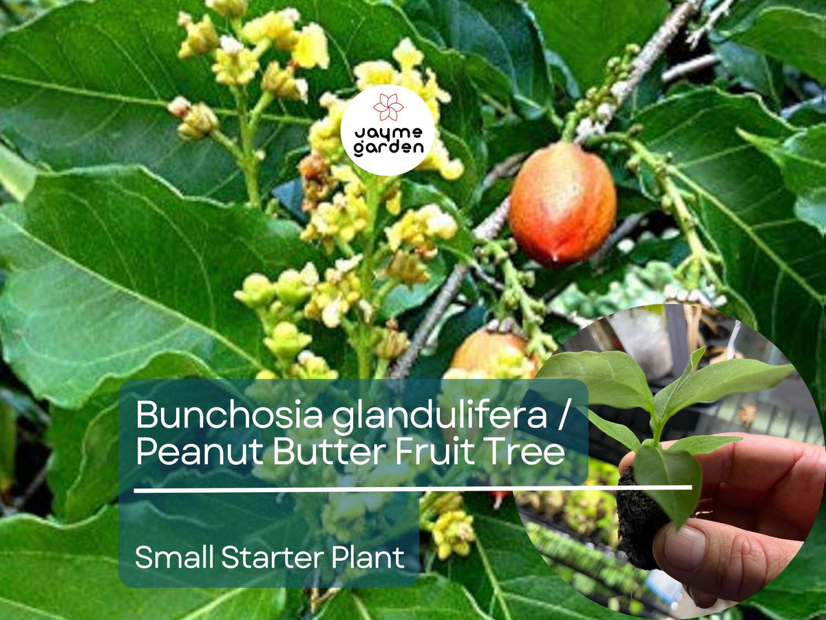 2 Small Peanut Butter Tree Starter Plants - Rare Tropical Fruit (Bunchosia glandulifera) for Garden & Orchard