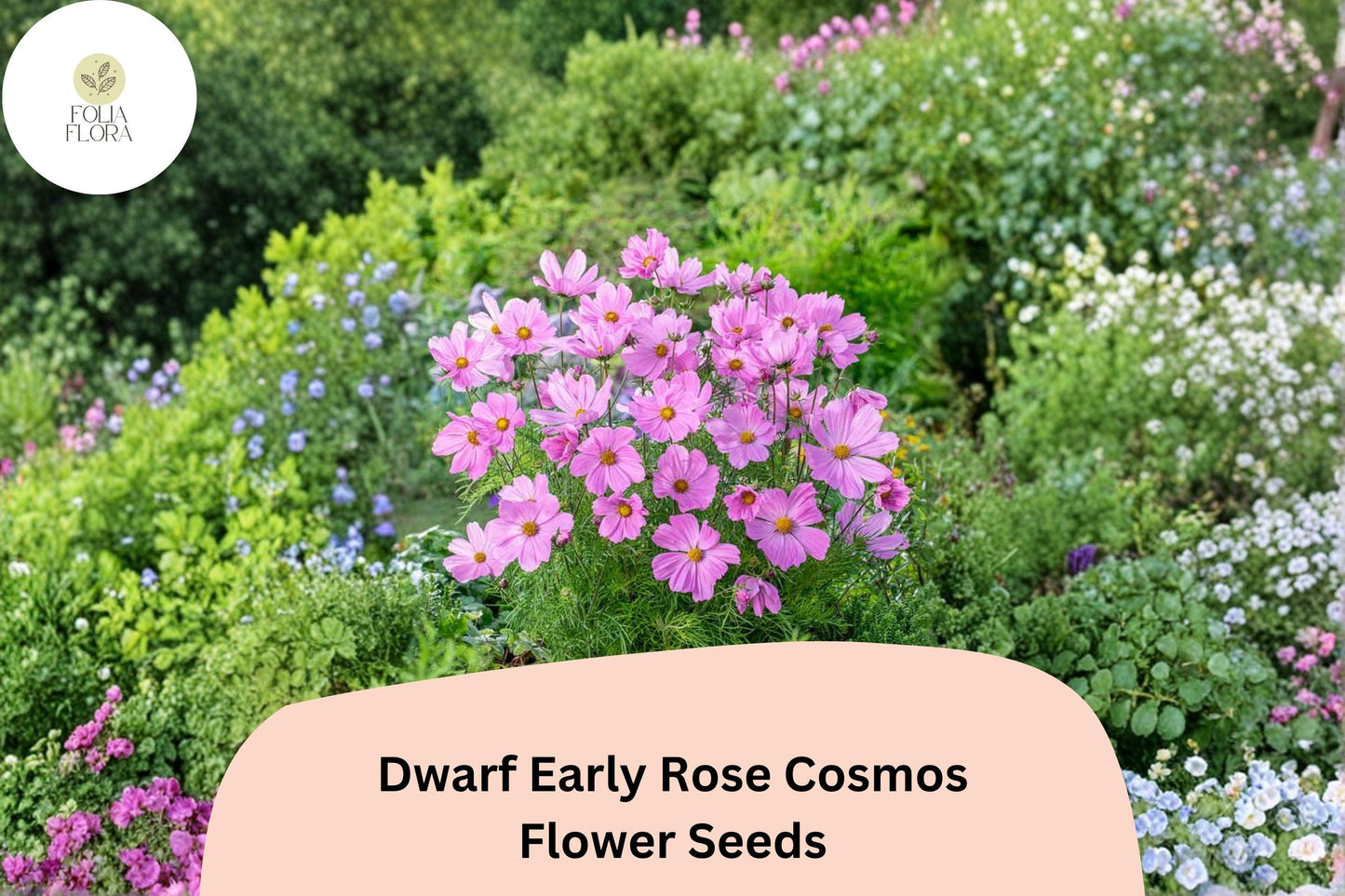 200+ Dwarf Early Rose Cosmos Seeds | Compact Pink Cosmos Bipinnatus for Garden Beds & Borders