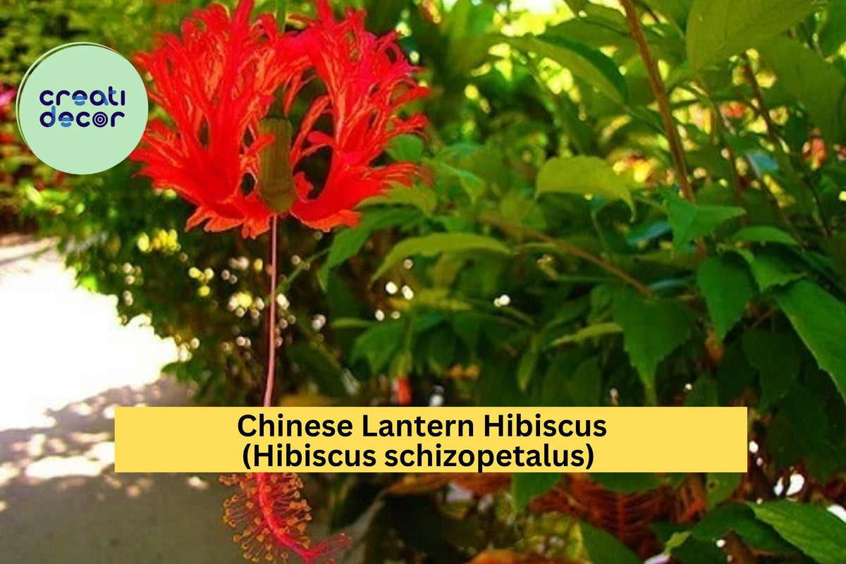 Chinese Lantern Hibiscus Starter Plant - Hibiscus schizopetalus - Bare Root - Tropical Red Fringed Flowers for Gardens