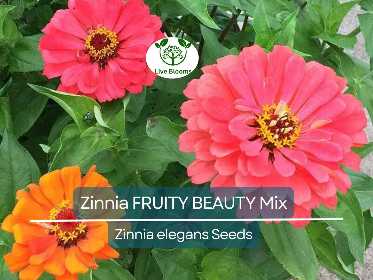 200 Seeds Zinnia FRUITY BEAUTY Mix - Non-GMO, Vibrant Annual Flowers Attracting Hummingbirds & Butterflies