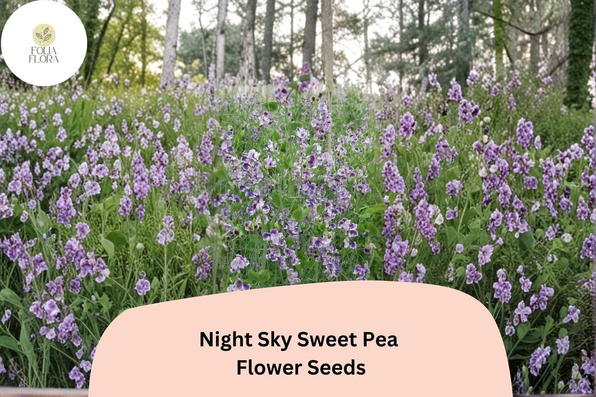 Night Sky Sweet Pea Seeds - 50+ Fragrant Climbing Flower Vine, Deep Purple with White Speckles, Lathyrus odoratus