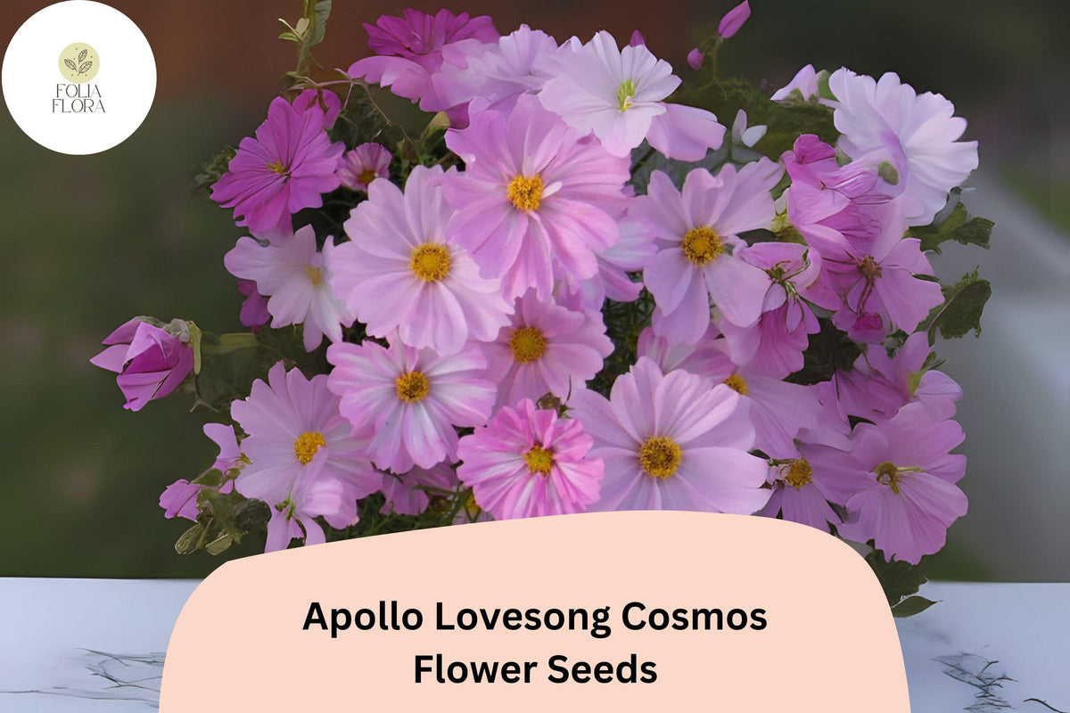 Apollo Lovesong Cosmos Seeds | 200+ Pink & White Flower Seeds | Cosmos bipinnatus | Easy to Grow Annual for Pollinator Gardens