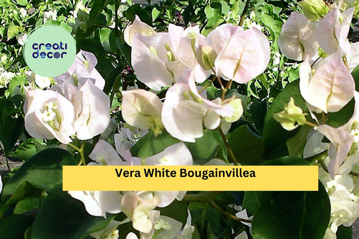 Vera White Bougainvillea Starter Plug Plant | Tropical Climbing Vine | Pure White Bracts | Bougainvillea glabra ‘Vera White’
