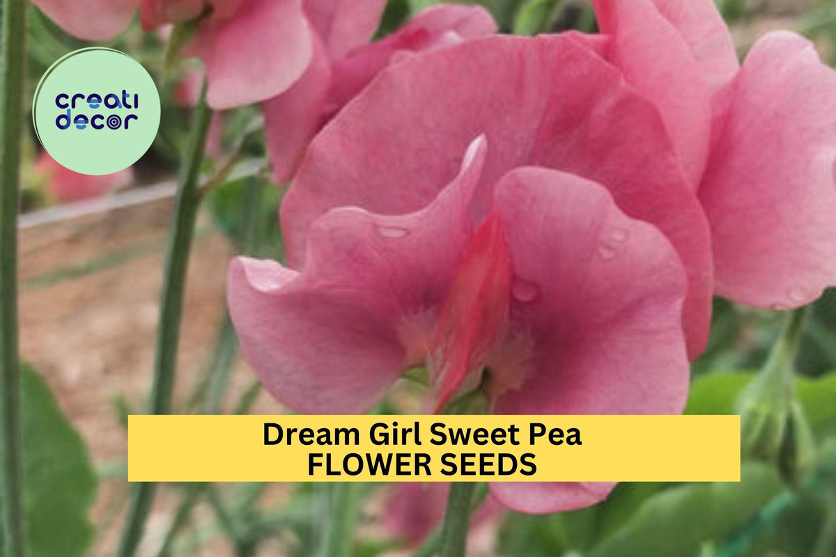 50+ Dream Girl Sweet Pea Seeds – Fragrant Blush Pink & Cream Climbing Vines for Trellises