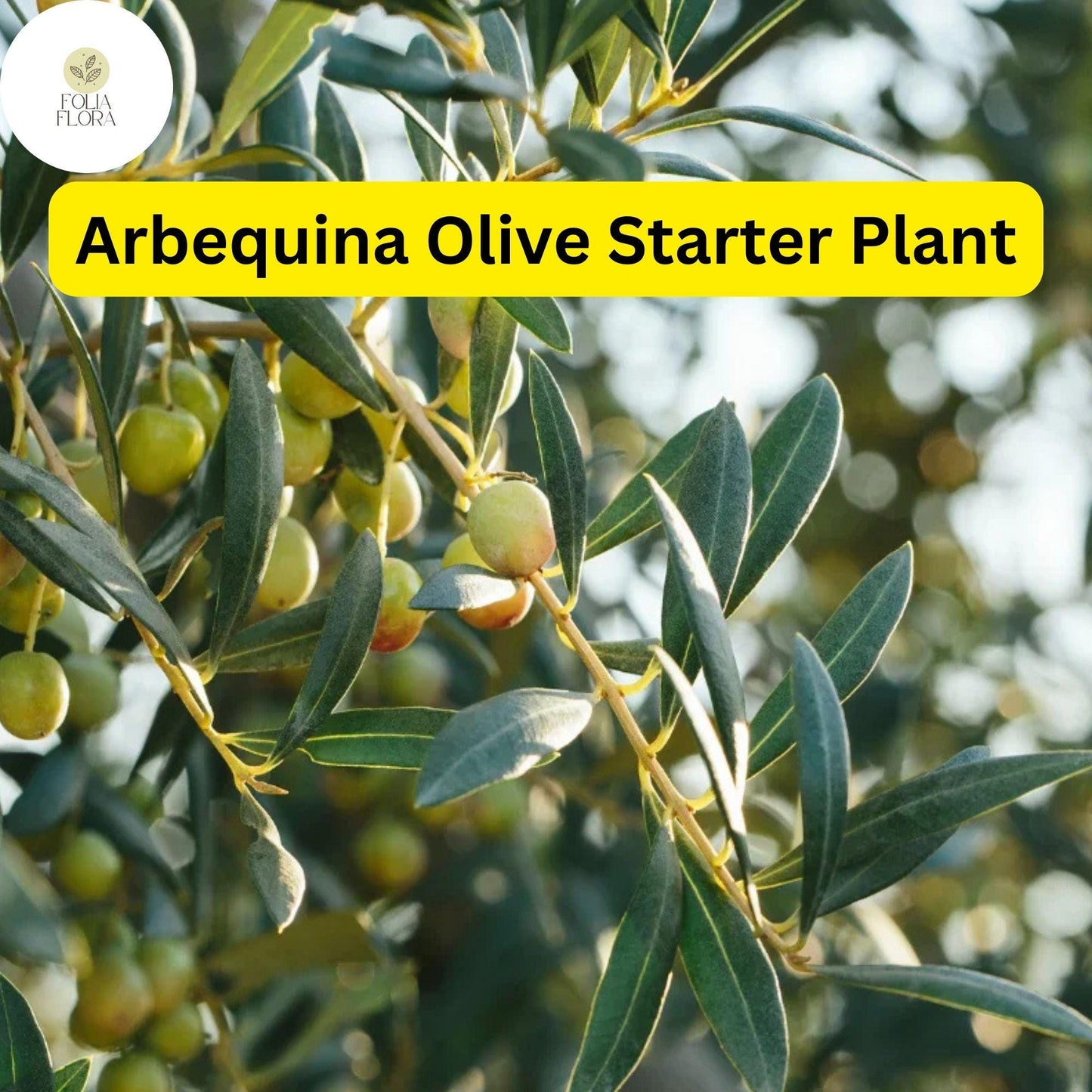 Live Arbequina Olive Tree in 4 Inch Pot - Hardy Edible Tree for Container Gardening