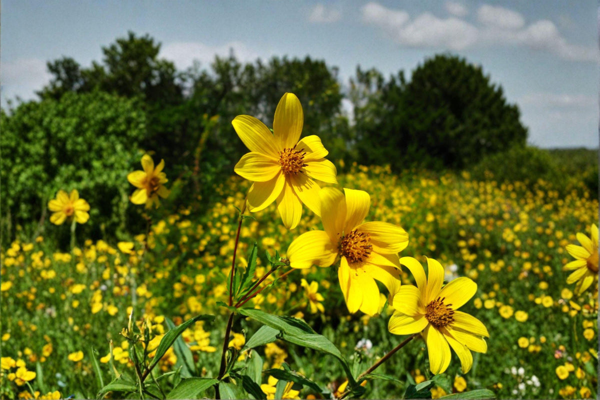 Swamp Marigold Seeds | 30 Seeds | Native Yellow Wildflower | Bidens aristosa | Moist Soil Pollinator Plant
