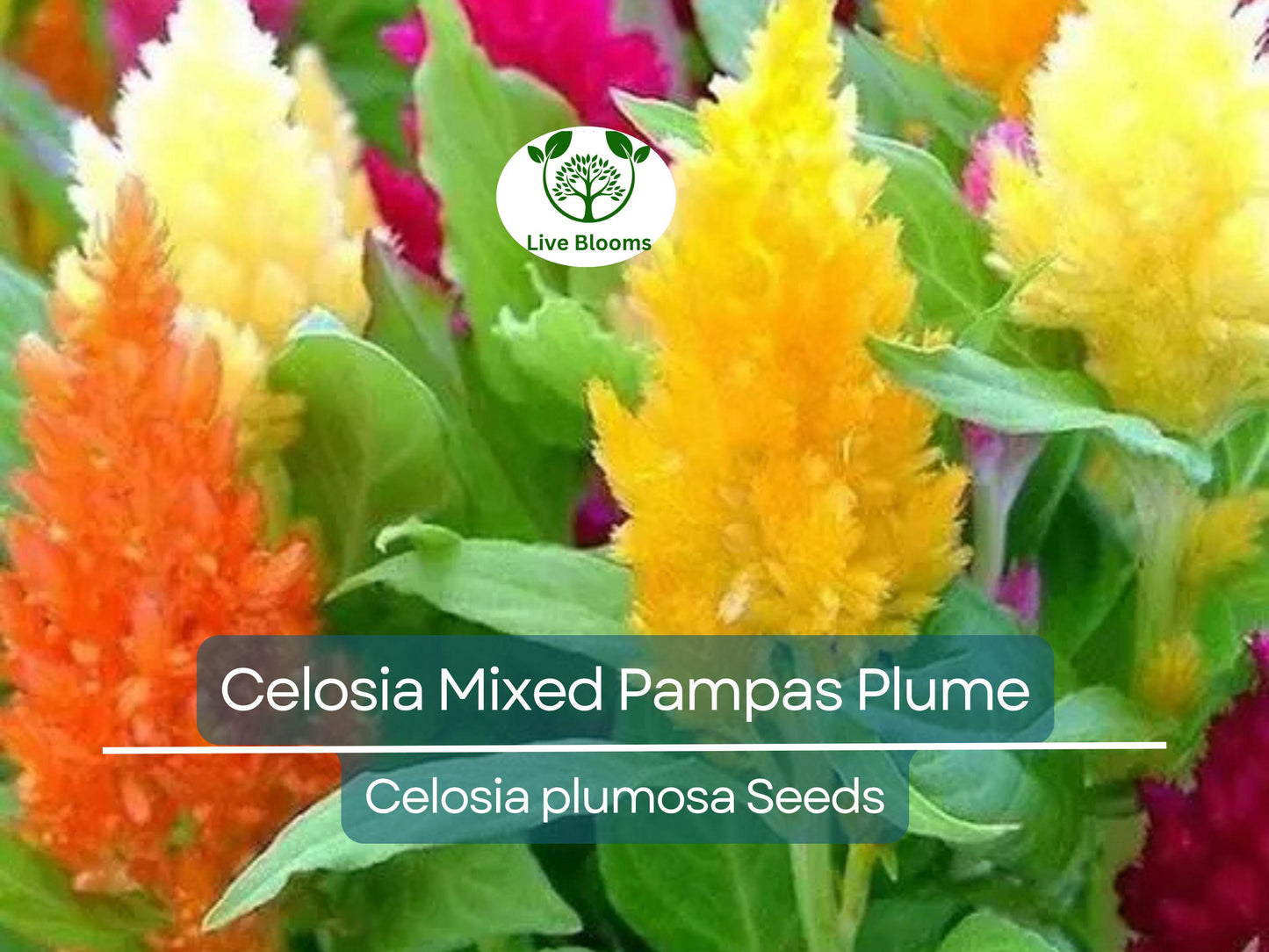 50 Seeds Celosia Mixed Pampas Plume Non-GMO Decorative Blooms for Garden & Floral Arrangements