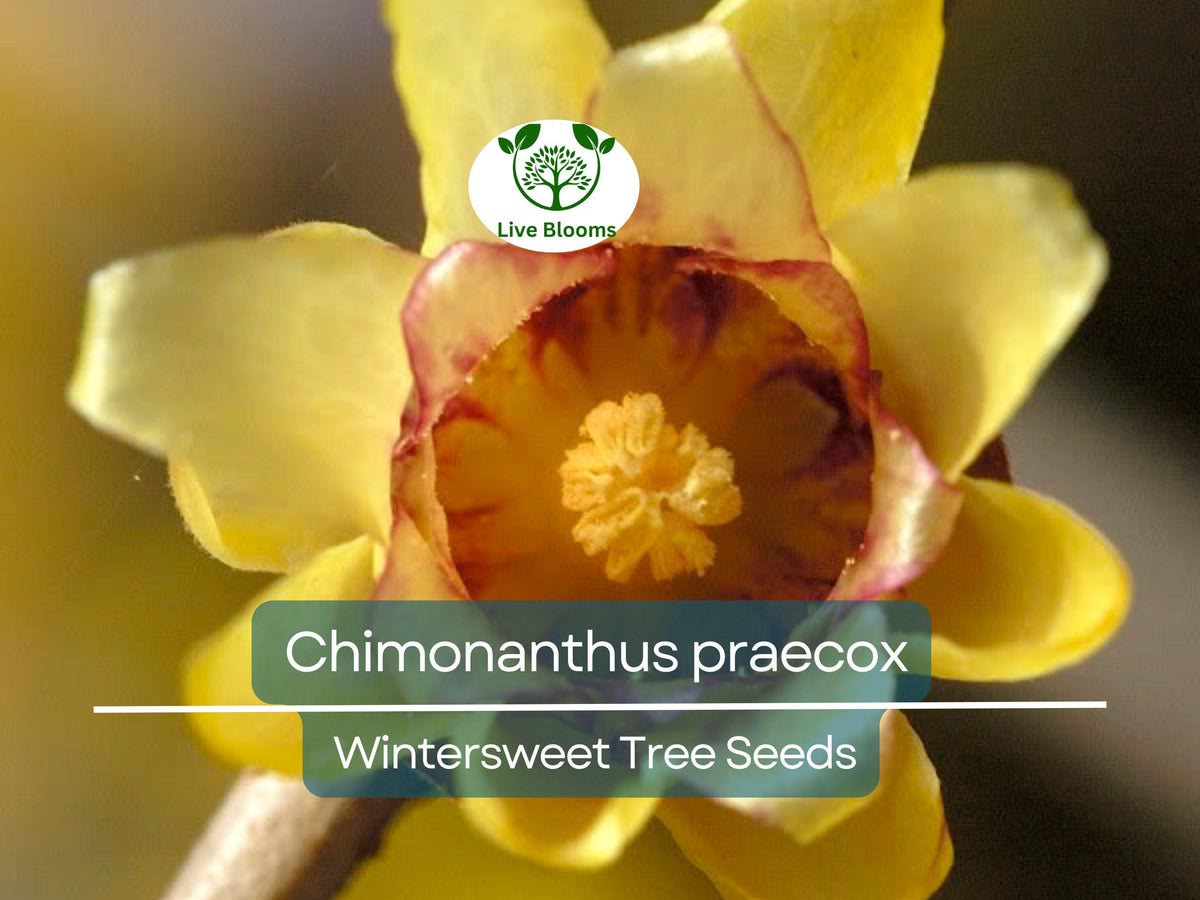 10 Seeds Chimonanthus Praecox Wintersweet Tree - Fragrant Winter Blooming Ornamental Plant for Landscaping and Gardens