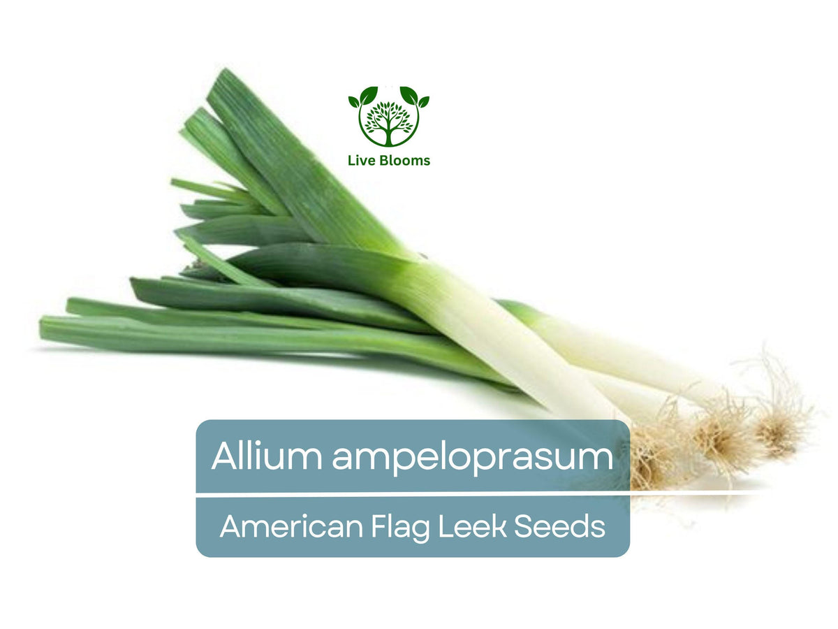American Flag Leek Seeds - 150 Heirloom, Non-GMO, Cold-Tolerant Allium ampeloprasum for Easy Growing & Culinary Use