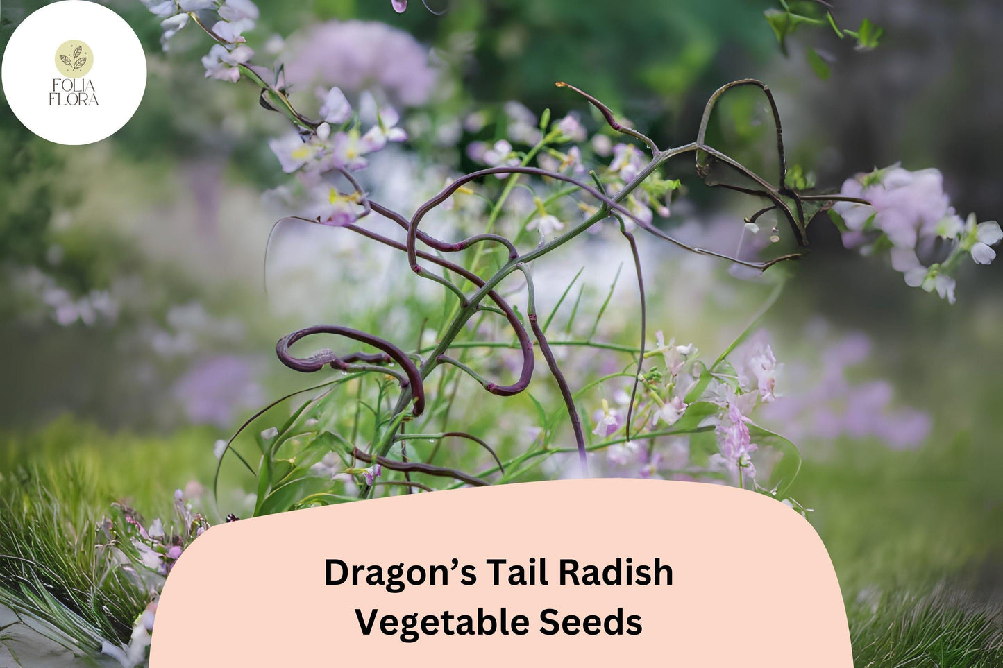 500+ Dragon's Tail Radish Seeds – Heirloom Edible Purple Pods, Heat-Tolerant & Fast-Growing