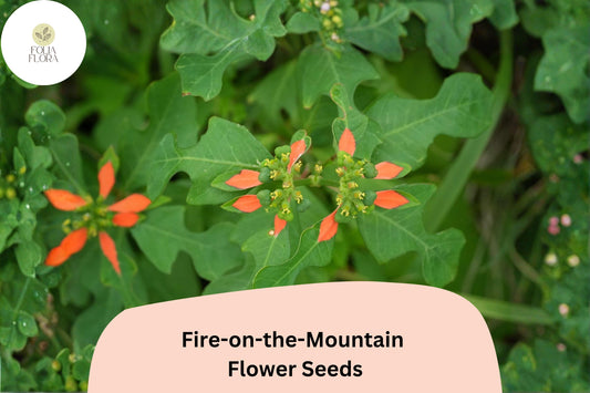 10 Euphorbia cyathophora Seeds | Fire-on-the-Mountain Annual Wildflower for Sunny Gardens