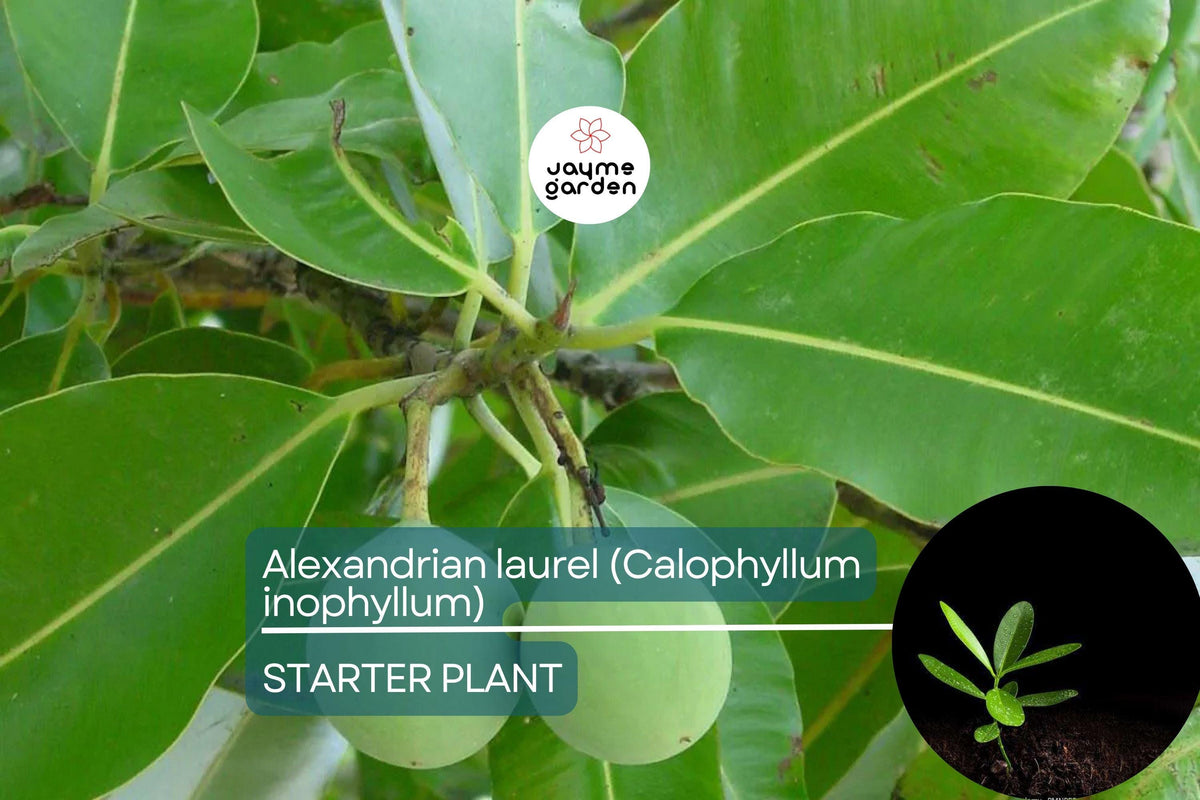 Ball Nut Tree Live Plant 12"-24" Calophyllum inophyllum - Fragrant Tropical Evergreen for Gardens & Tamanu Oil