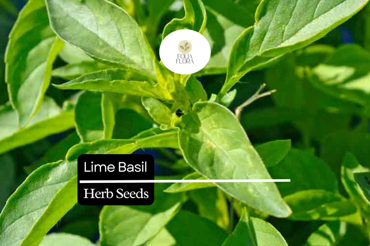 500 Seeds Lime Basil Herb - Citrus-Scented Culinary Variety - Ocimum basilicum - Compact Growth for Garden & Containers