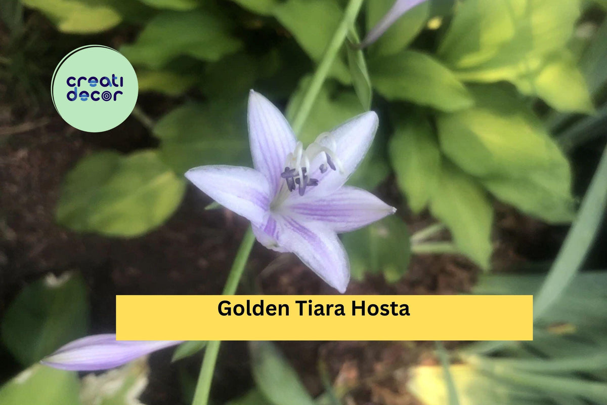 Golden Tiara Hosta Live Plants - 5 Bare Root Shade Perennials with Purple Flowers for Gardens