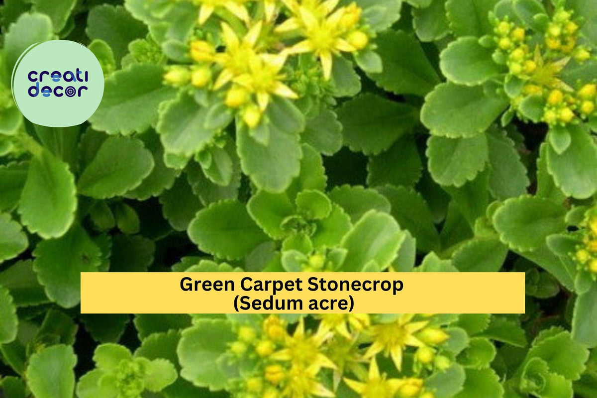 Green Carpet Stonecrop Plants - 10 Live Hardy Sedum acre Succulents, Golden Green Ground Cover for Rock Gardens and Containers