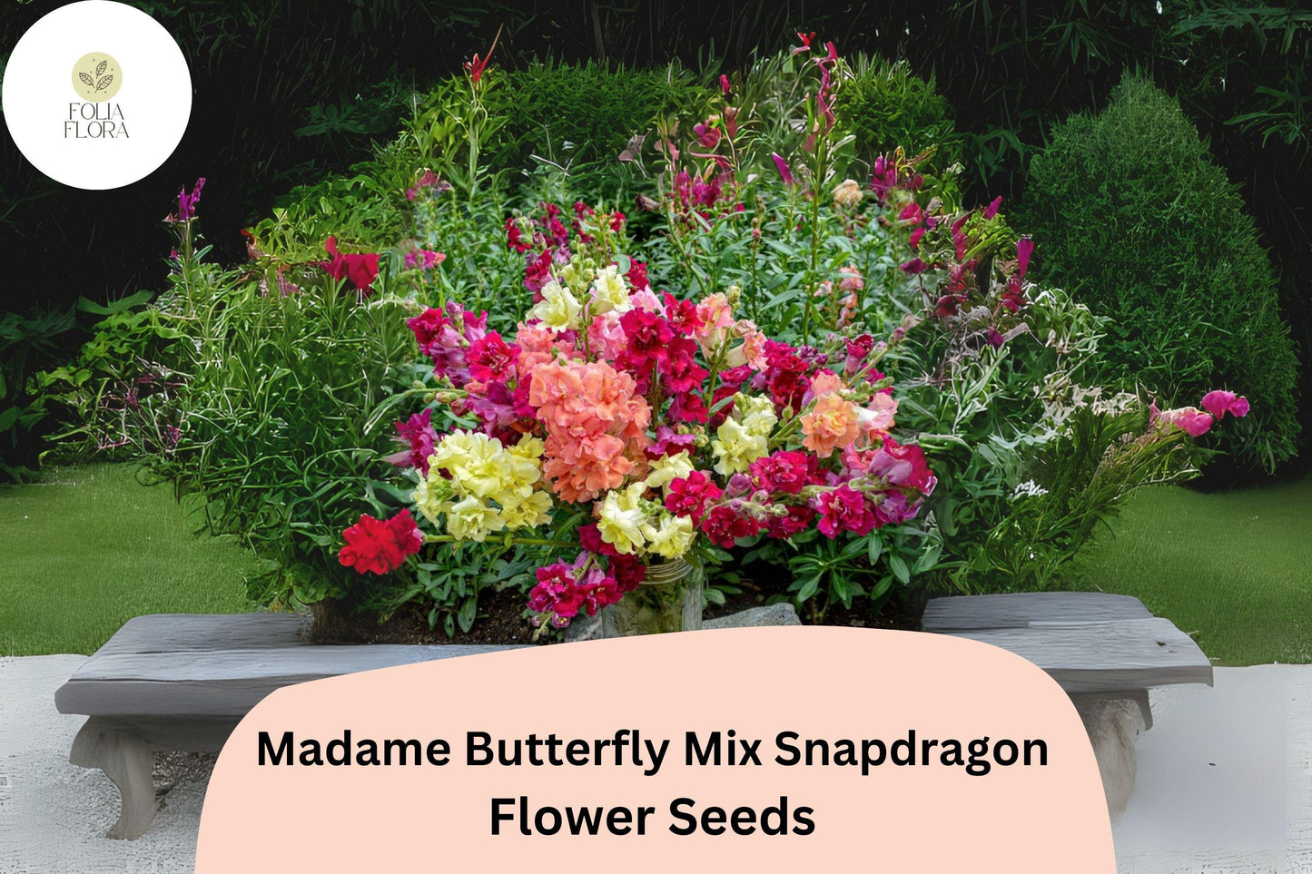Antirrhinum majus Madame Butterfly Mix Snapdragon Seeds – 1000+ Double-Petal Blooms for Garden & Cut Flowers