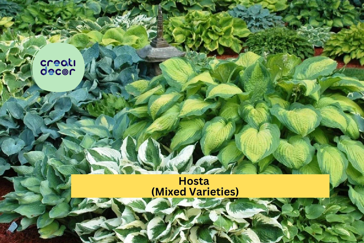 Hosta Mix Bare Root Plants 20 Pack | Colorful Shade Garden Perennials | Hosta spp. | Hardy Foliage for Moist Soil
