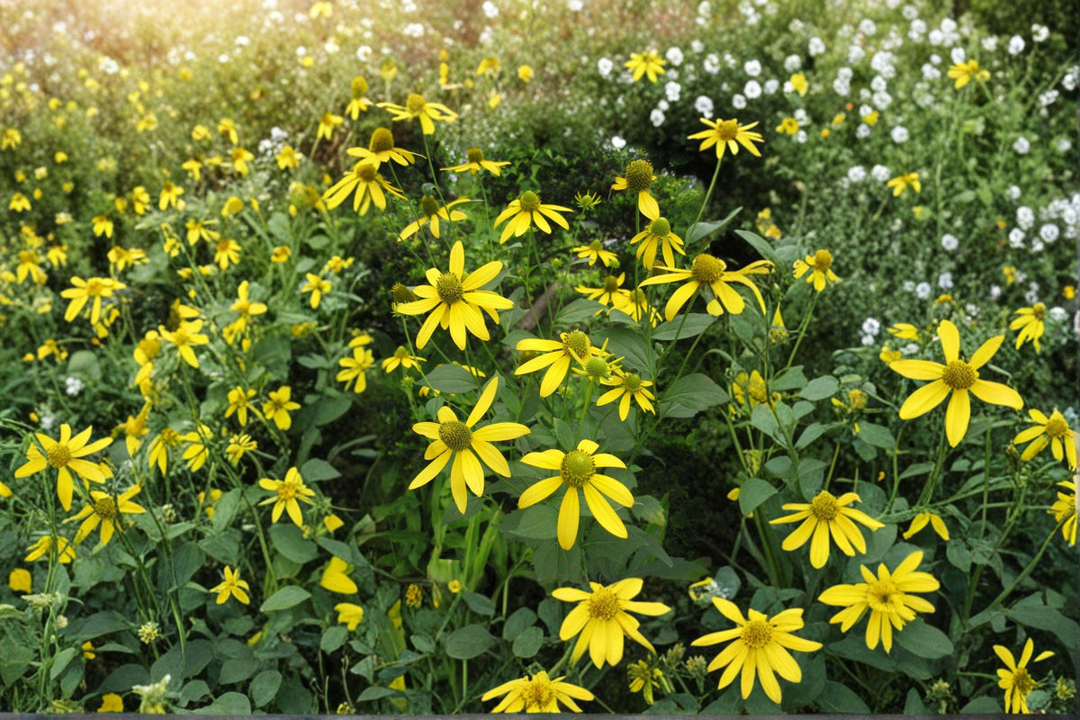 Cutleaf Coneflower Seeds - 50 Seeds Rudbeckia laciniata var. ampla - Native Perennial Wildflower for Gardens and Meadows