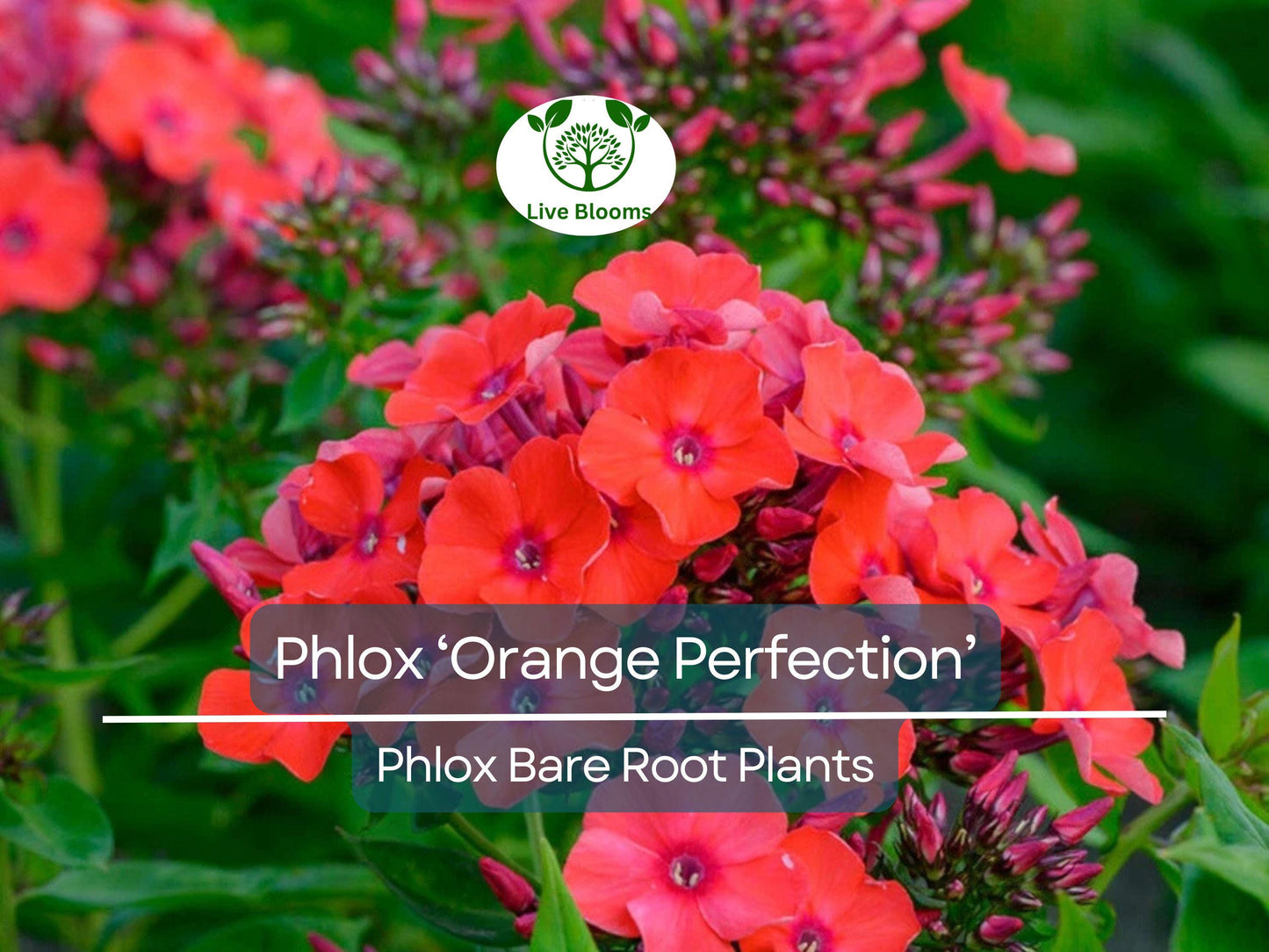 Phlox ‘Orange Perfection’ Live Bare Root Plant – Summer Blooming Perennial with Bright Orange-Pink Flowers