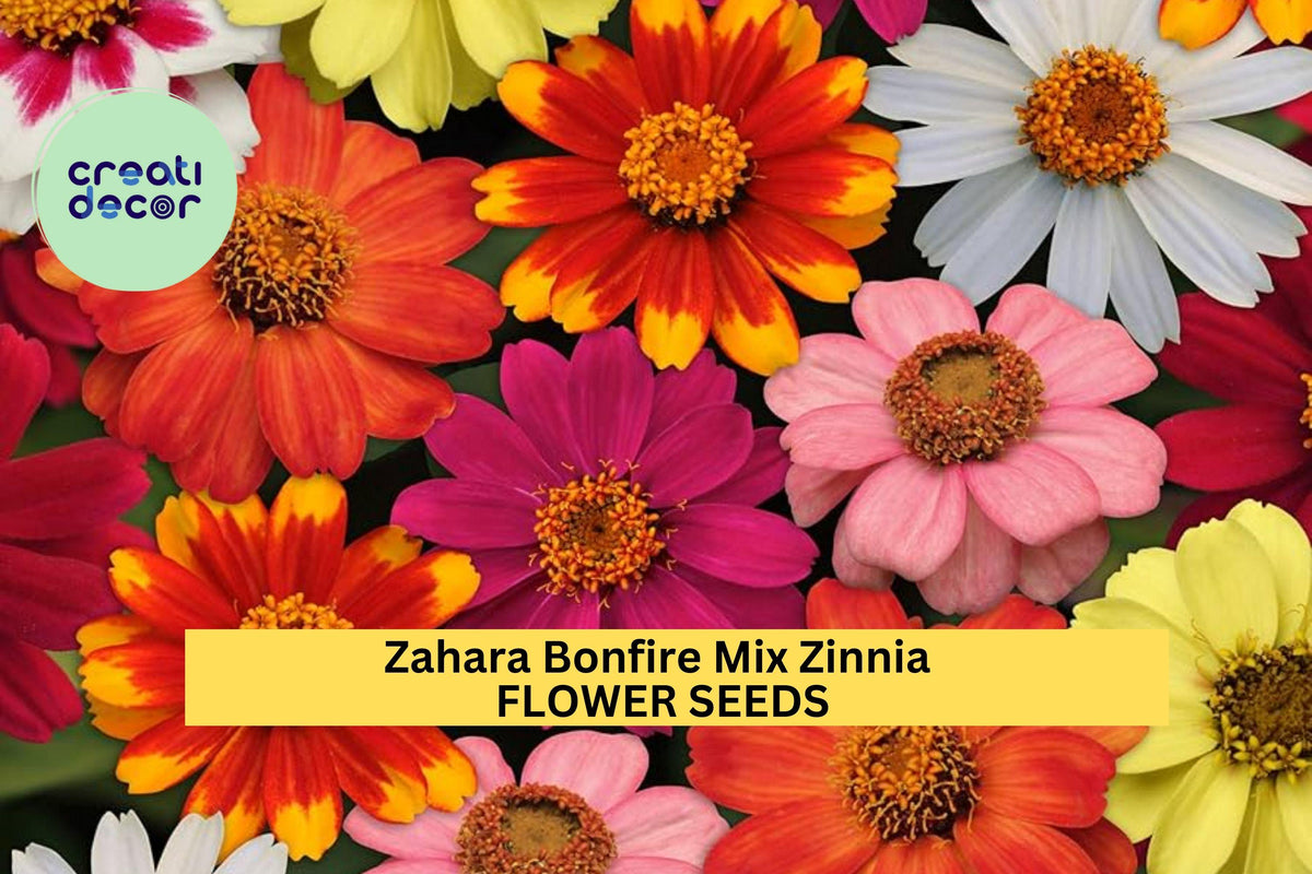 100+ Zahara Bonfire Mix Zinnia Seeds – Heat-Tolerant Red, Orange & Yellow Annuals for Full Sun Gardens