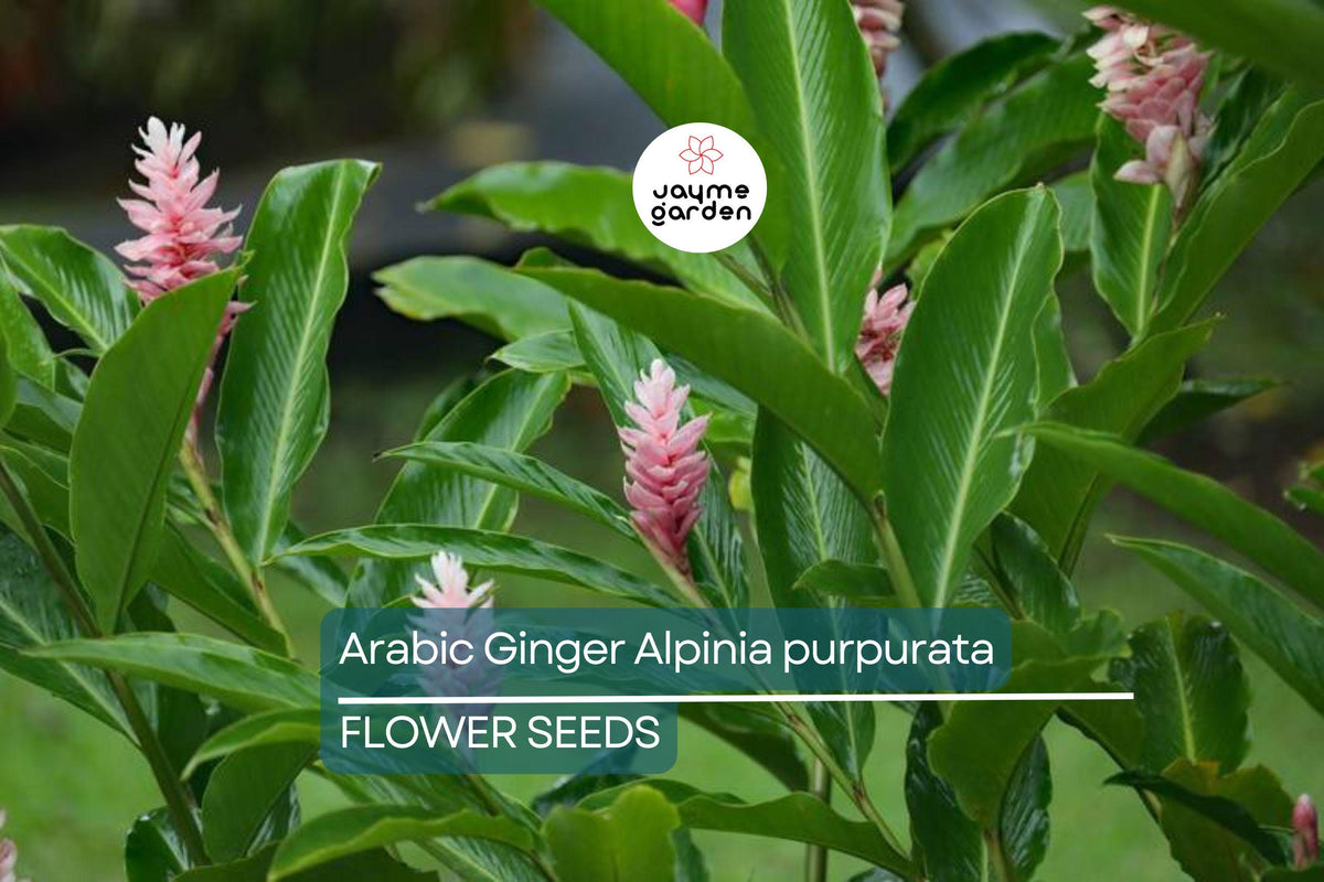 Arabic Ginger Rhizomes 3-4 oz - Fast-Growing Tropical Flower Plant, Alpinia purpurata, Red Flowers, Zones 7-10, Part Shade