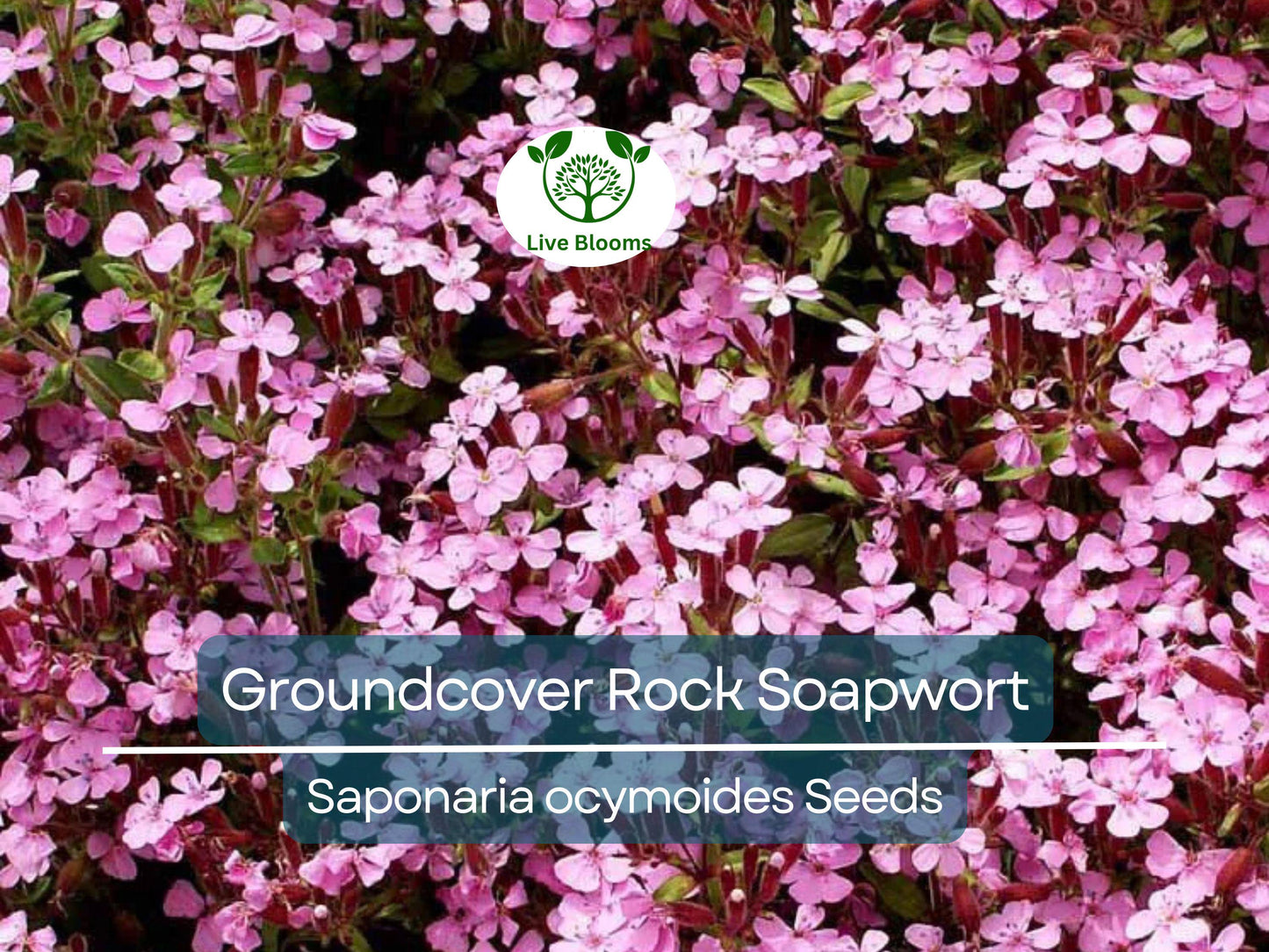 1000 Seeds Groundcover Rock Soapwort - Spreading Perennial with Pink Flowers, Non-GMO Saponaria ocymoides