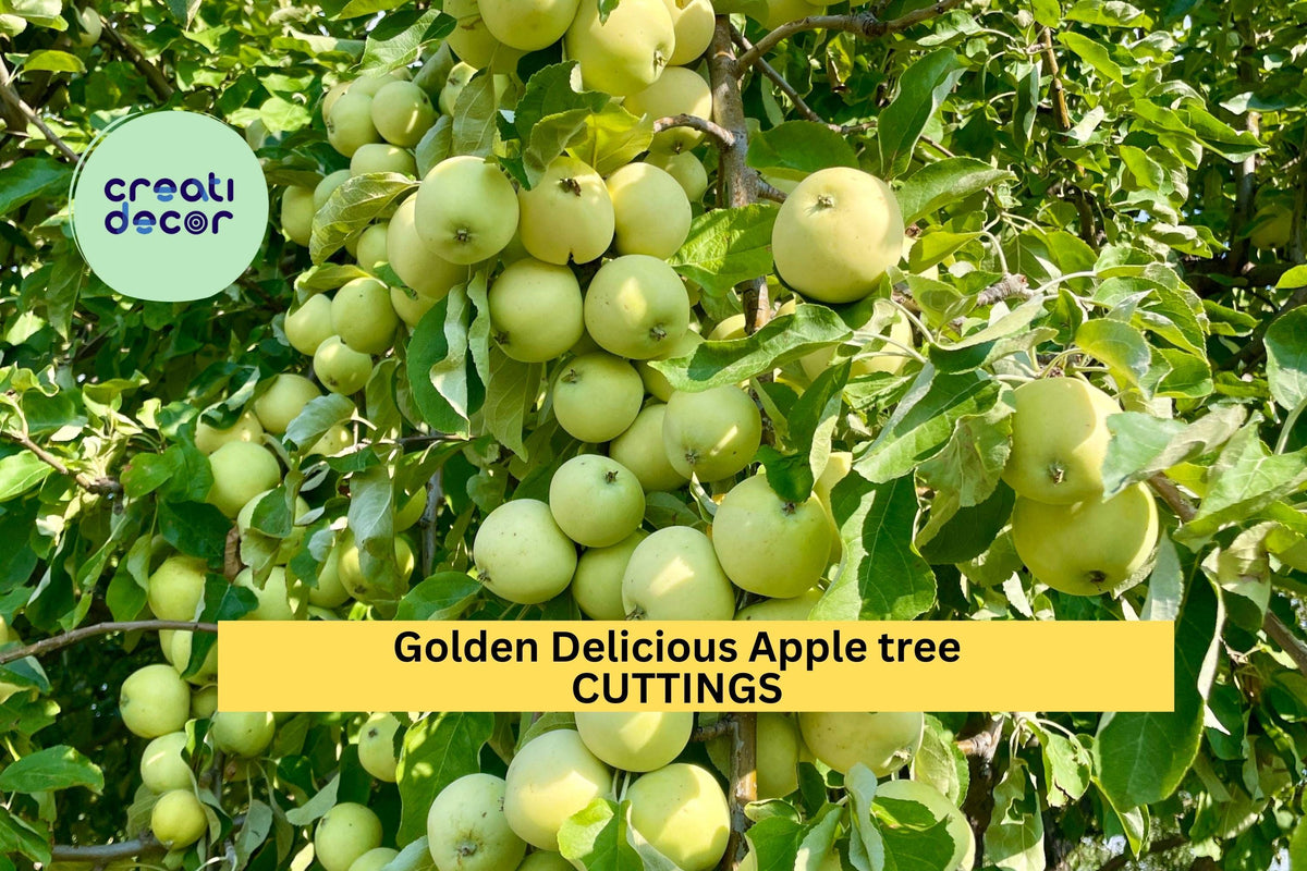 16 Golden Delicious Apple Scion Cuttings | Malus Domestica Grafting Wood for Home Orchards