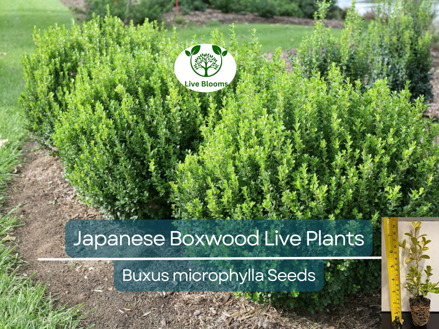 6 Japanese Boxwood Live Plants 12" | Buxus microphylla japonica Evergreen Shrubs for Hedges & Landscaping