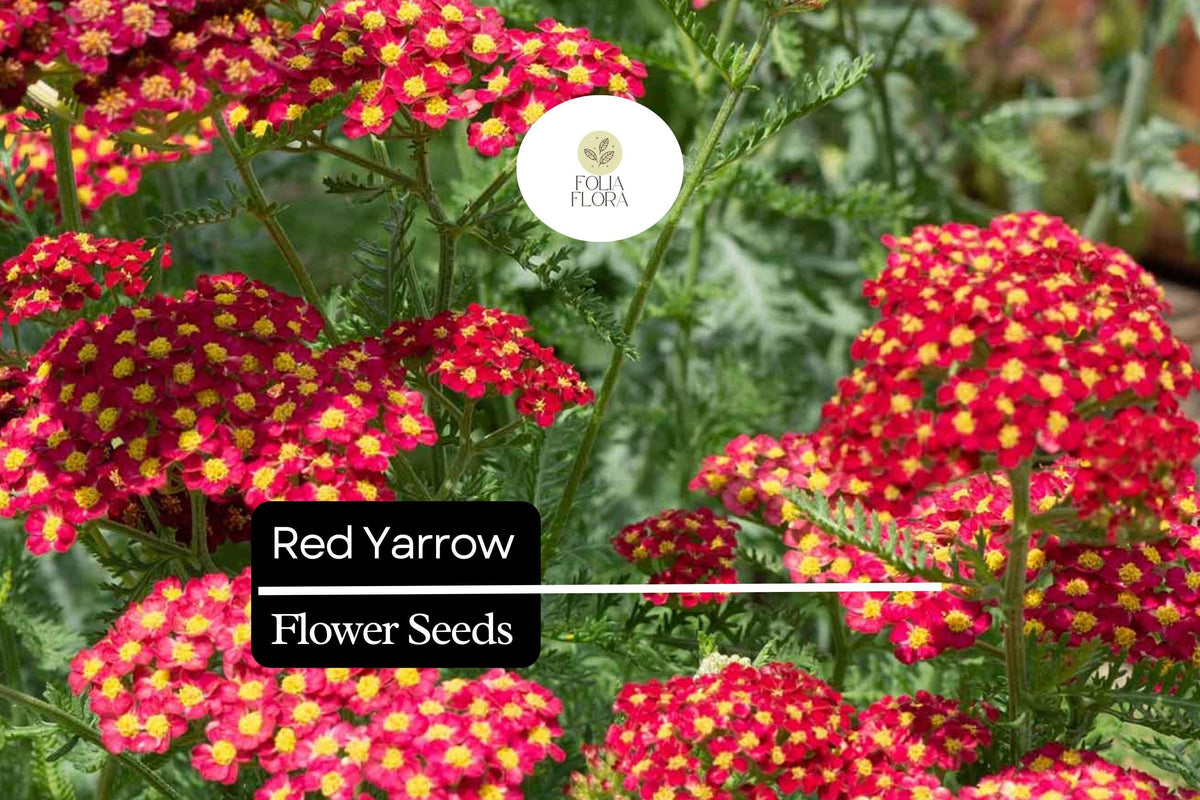 1000 Seeds Red Yarrow – Achillea millefolium, Hardy Perennial Wildflower for Pollinator Gardens