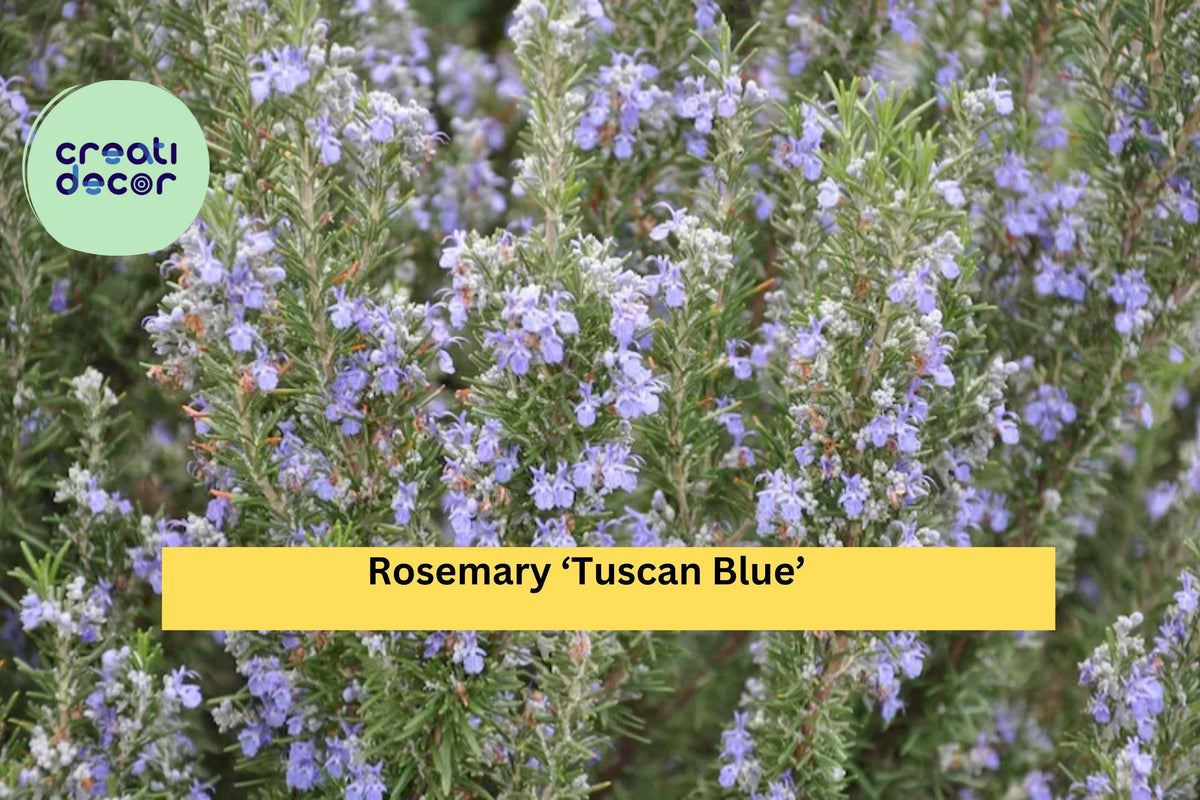 Organic Rosemary Live Starter Plant - 'Tuscan Blue' Culinary Herb, Aromatic Evergreen, Rosmarinus officinalis - Hardy Zones 8-11