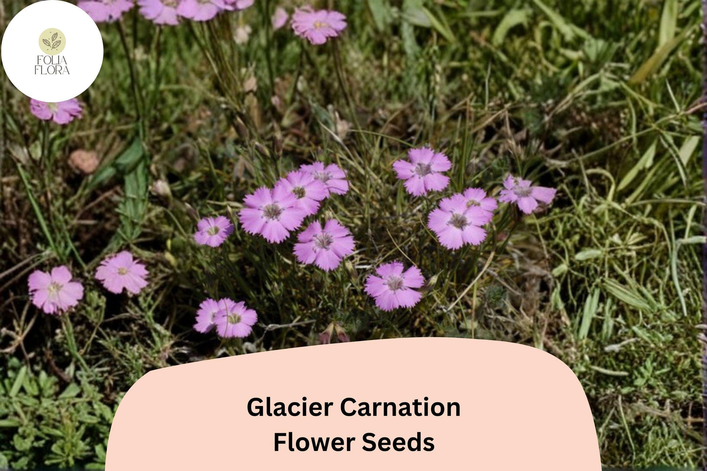 200+ Glacier Carnation Seeds - Hardy Perennial Purple Blooms, Fragrant Dianthus for Gardens