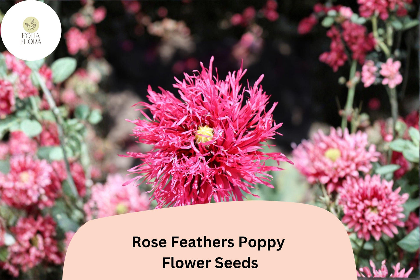 200+ Rose Feathers Poppy Seeds – Soft Pink Feathery Blooms, Easy to Grow Perennial Wildflower