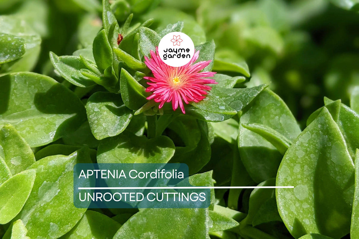 10 Aptenia Cordifolia 'Red Apple' Cuttings 4-7" | Baby Sun Rose Succulent | Red/Pink Blooms | Easy Care Indoor/Outdoor Plant