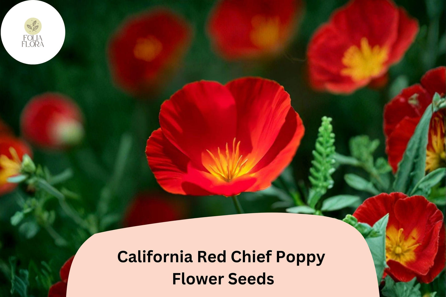 200+ California Red Chief Poppy Seeds - Vibrant Red Wildflowers for Garden Planting