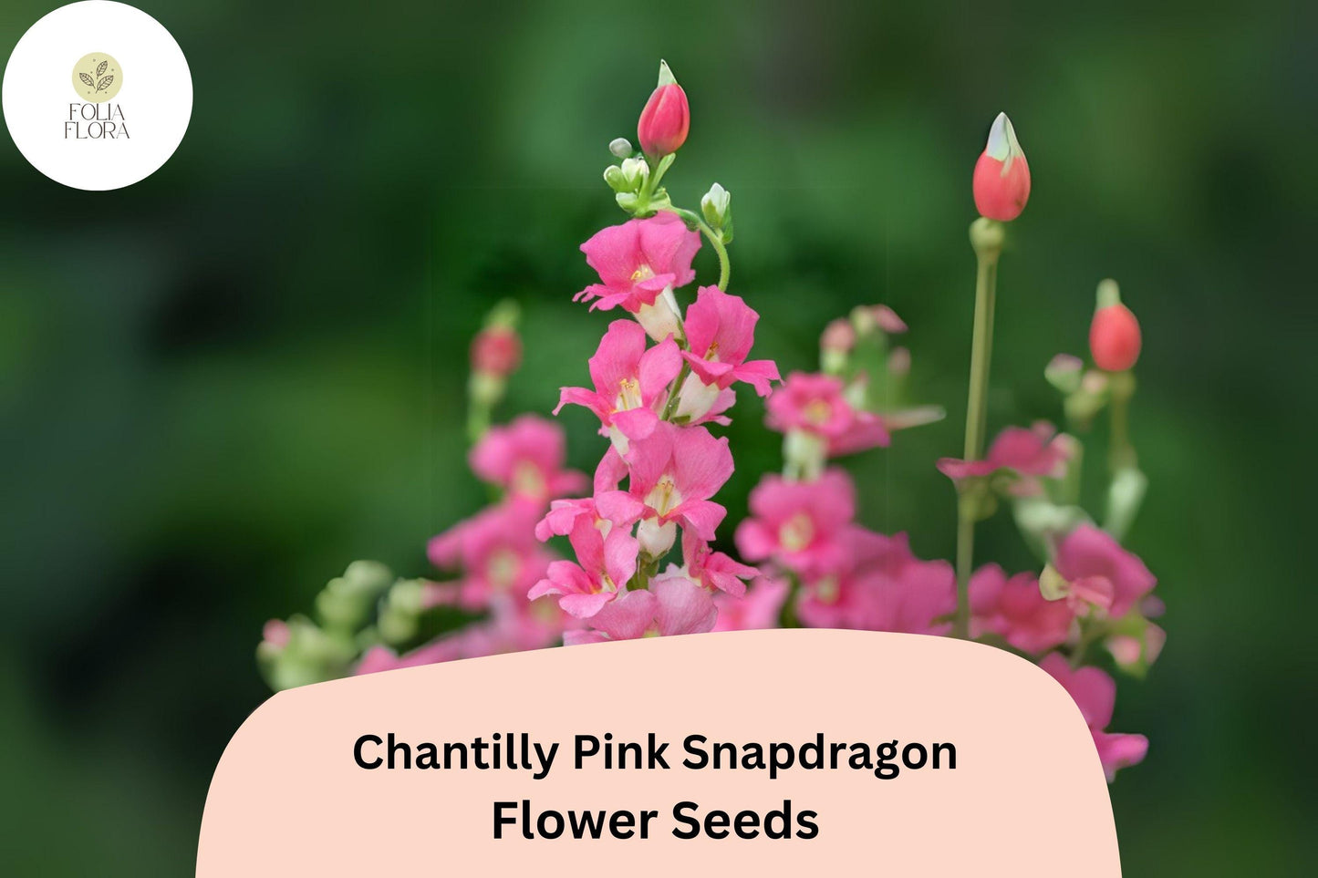 Chantilly Pink Snapdragon Seeds - 1000+ Tall, Fragrant Pink Blooms for Garden & Cut Flowers