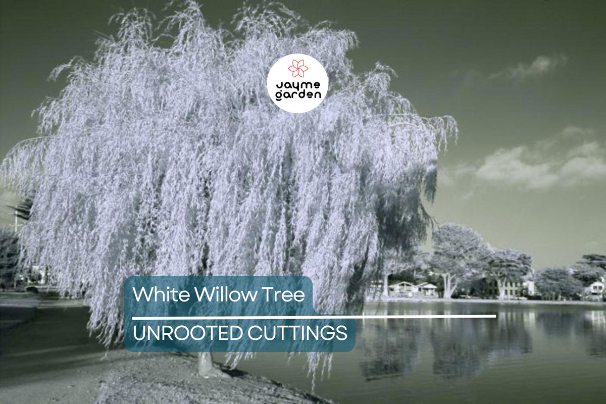 White Willow Tree Cutting | Silver Leaves | Fast-Growing Hardy Tree (Salix alba) | Easy to Grow for Zones 3-10