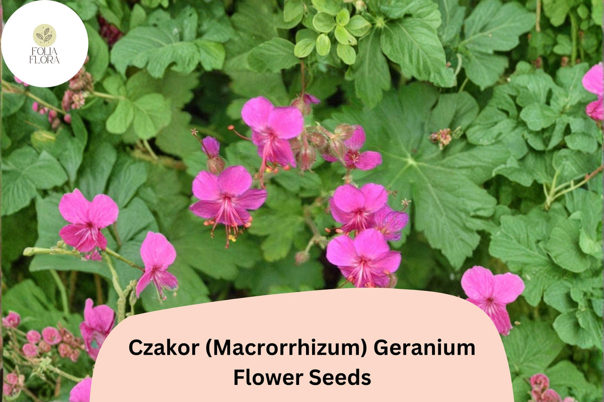25+ Czakor Geranium Seeds | Pink Hardy Perennial Ground Cover | Geranium macrorrhizum | Fragrant, Deer-Resistant Plants