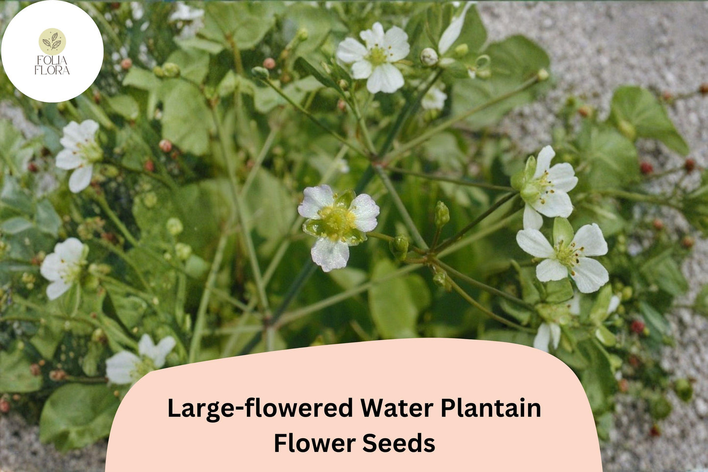300 Large-Flowered Water Plantain Seeds | Alisma subcordatum Native Aquatic Wildflower for Ponds & Wetlands
