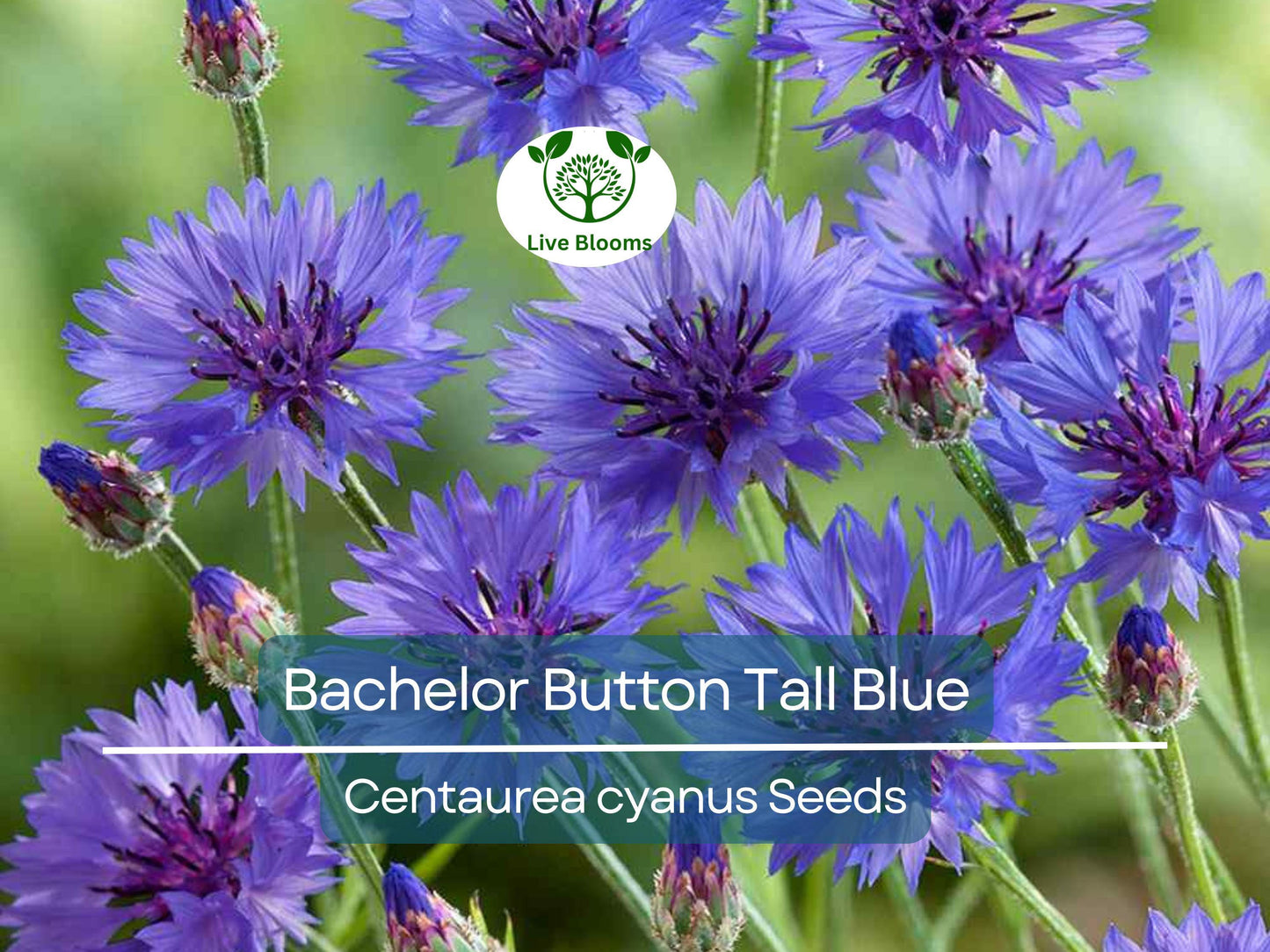 400 Cornflower Seeds - Bachelor Button Tall Blue, AAS Winner, Heirloom, Non-GMO, Pollinator-Friendly