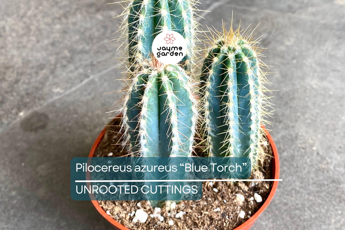 Blue Torch Cactus Cutting 4” | Pilosocereus Azureus | Rare Blue Cactus | Easy to Root | Night-Blooming | Drought Tolerant