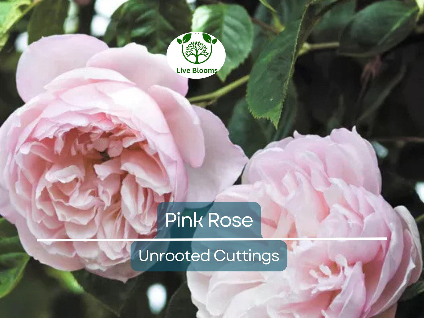 Pink Garden Rose Unrooted Cutting 5-8 Inches | Climbing Rose for Propagation & Garden Planting