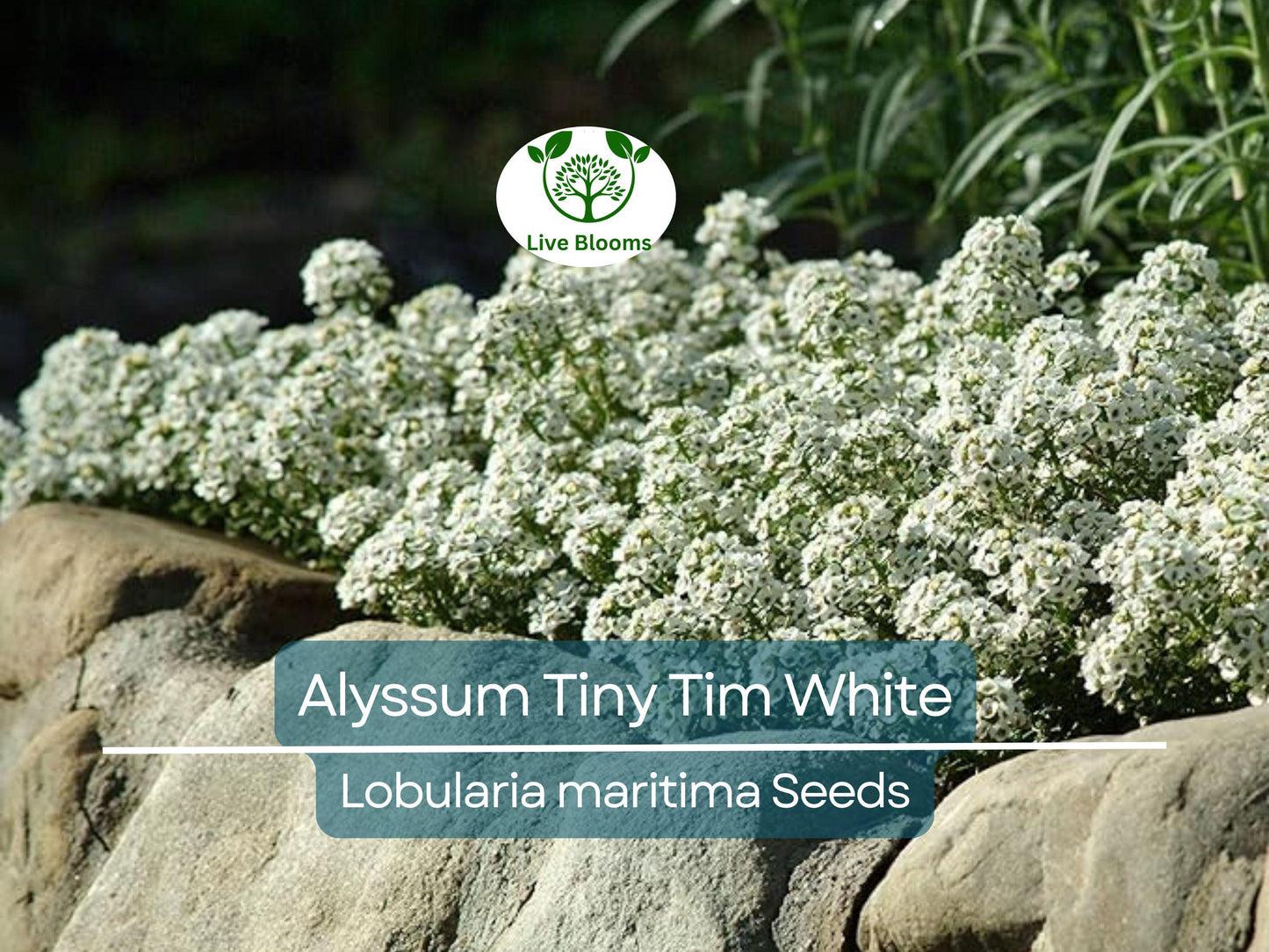 500 Seeds Alyssum Tiny Tim White - Fragrant, Bee-Friendly Groundcover with 3" White Blooms