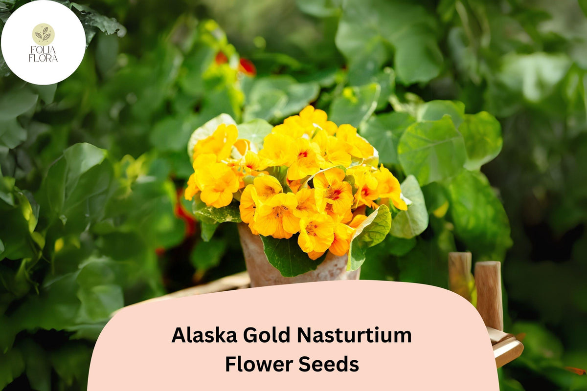 Tropaeolum majus Alaska Gold Nasturtium Seeds – 50+ Yellow Blooms with Variegated Foliage for Gardens & Containers