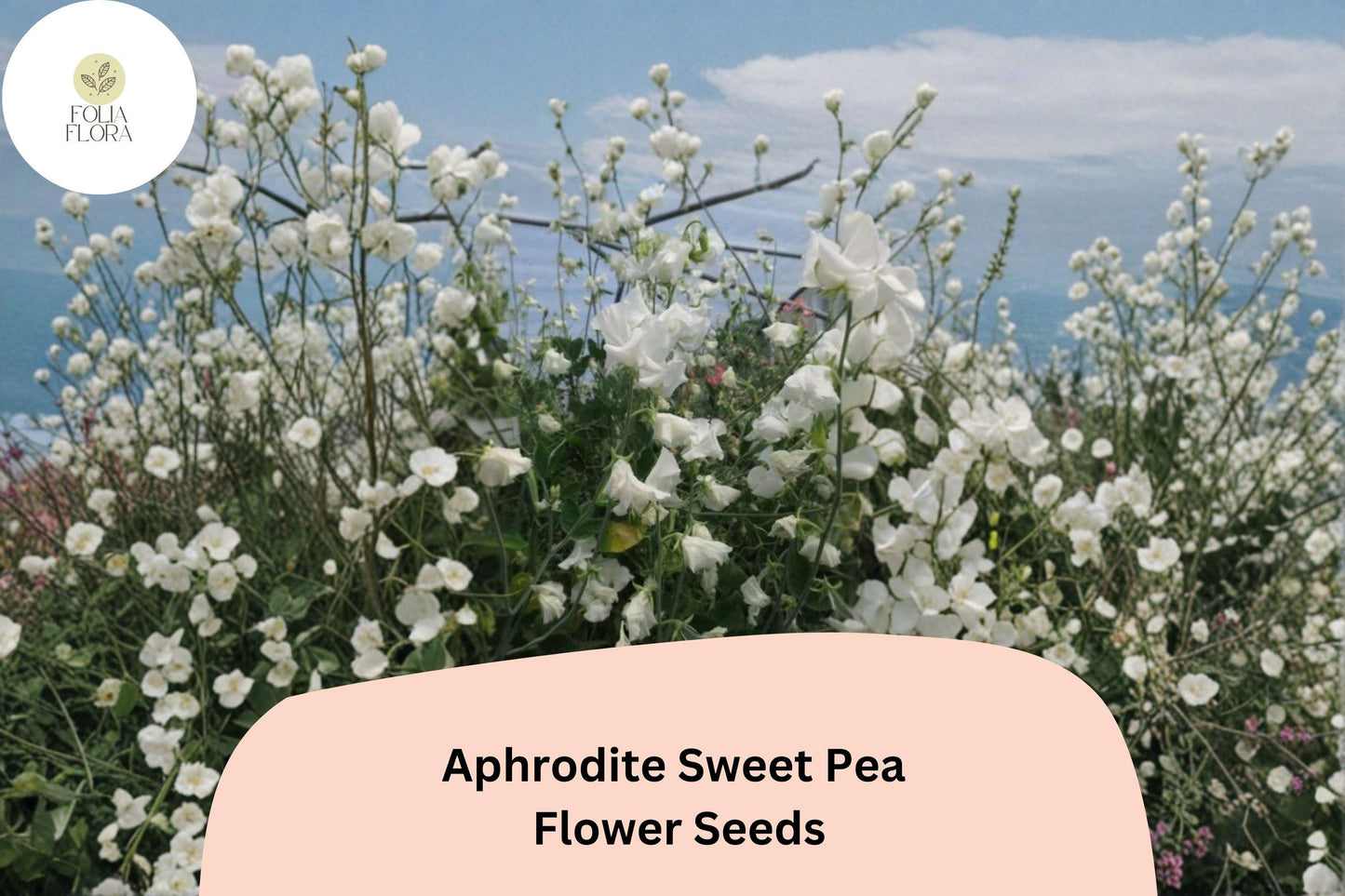 Aphrodite Sweet Pea Seeds – White Climbing Annual Flower, 50+ Seeds for Trellis & Cottage Gardens