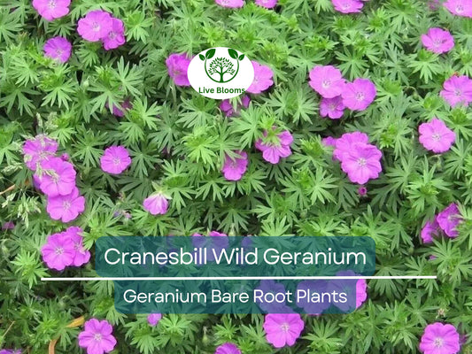 10 Organic Wild Geranium Plants - Native Cranesbill Perennials for Shade Gardens