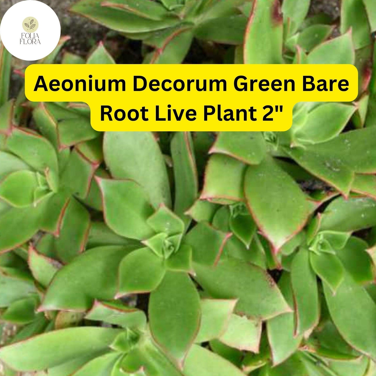 2 Bare Root 2" Aeonium decorum ‘Green’ Succulent Plants | Rosette-Forming, Drought-Tolerant, Easy-Care