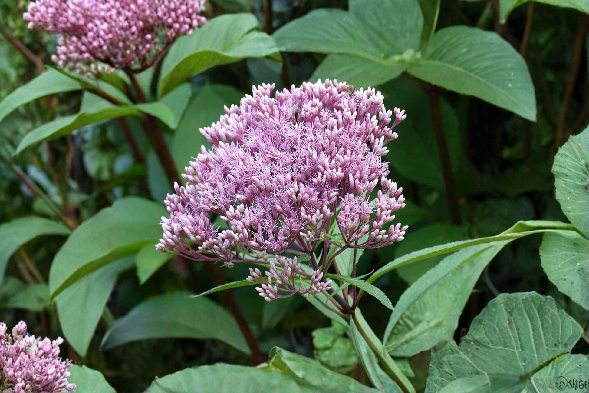 Joe Pye Weed Seeds – Eutrochium fistulosum Native Perennial Flower for Pollinator Gardens