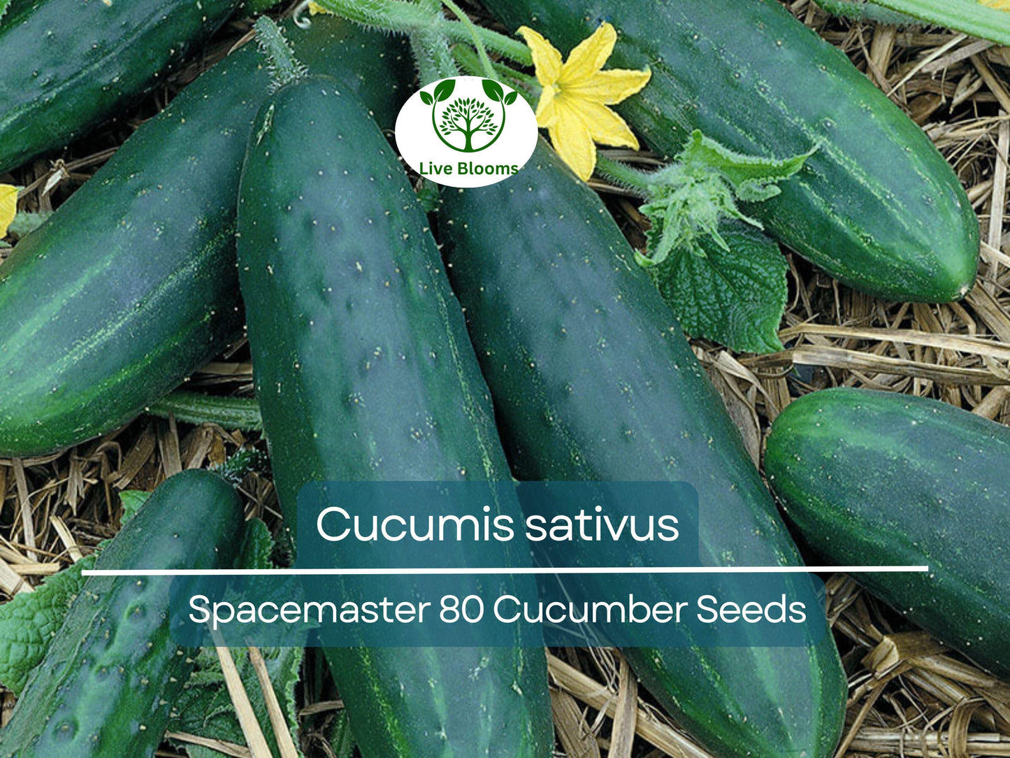 35 Seeds Cucumber Spacemaster 80 - Compact, Disease-Resistant High-Yield Cucumis sativus