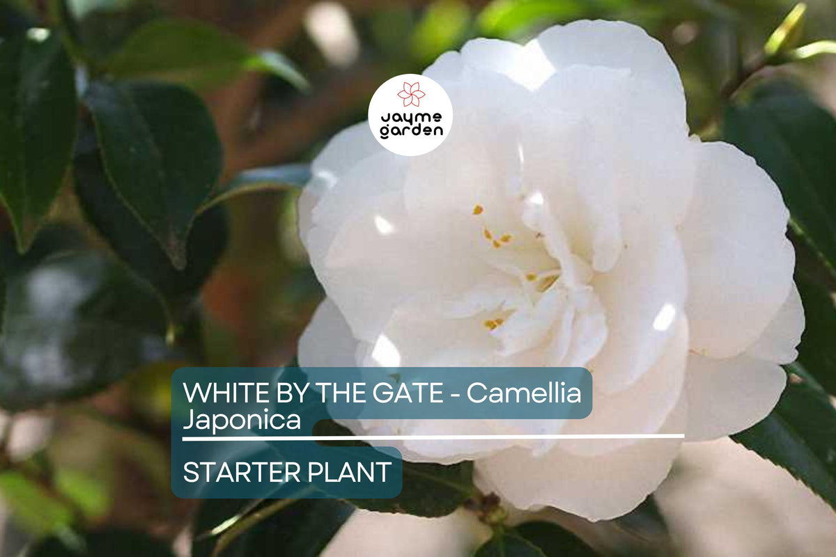 Camellia Japonica Starter Plant | White by the Gate | Live Well-Rooted | Evergreen Shrub with Unique Blooms | Zones 7-10