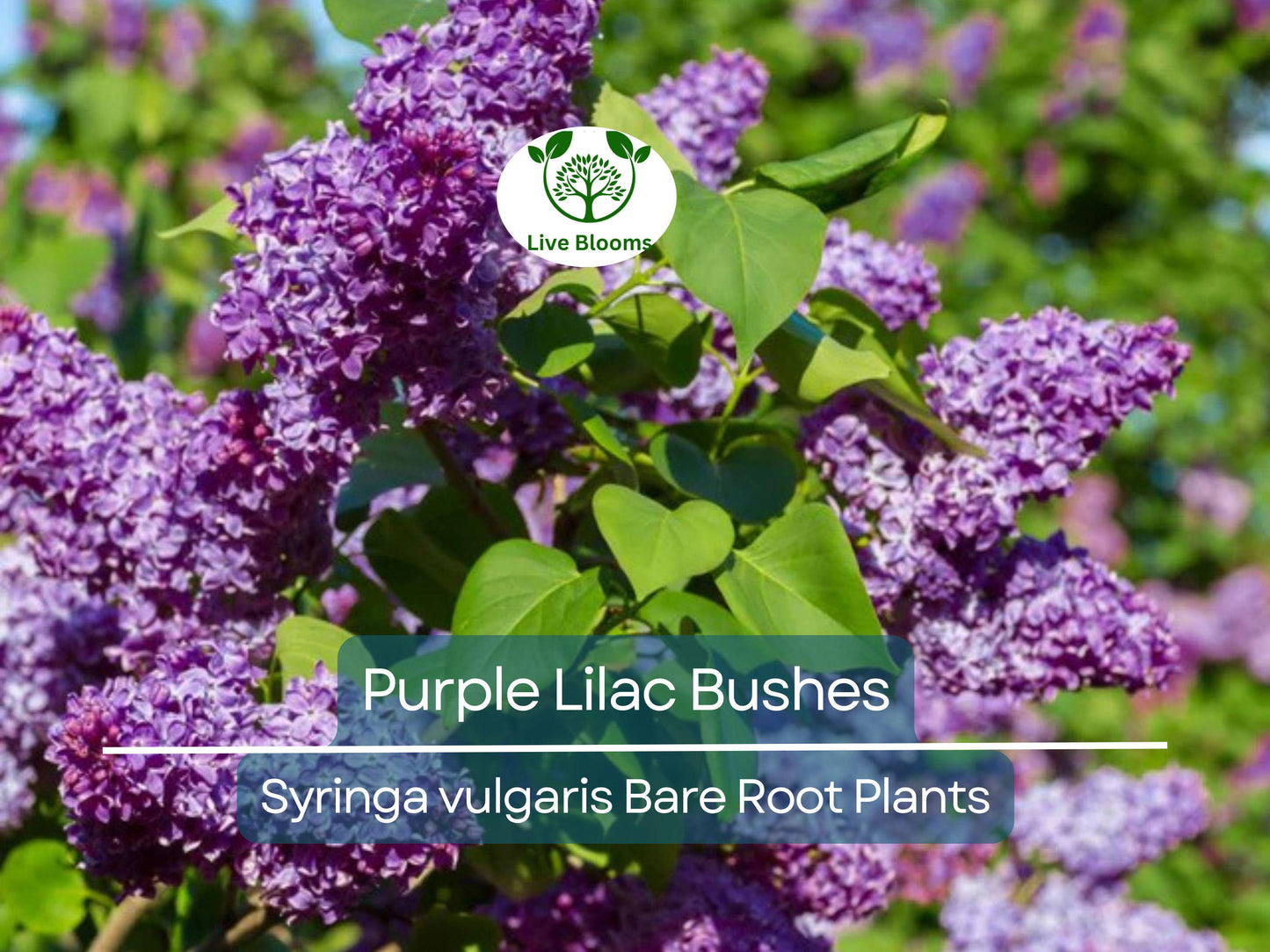 20 Purple Lilac Bushes Bare Root Shrubs – Fragrant Heirloom Spring Blooms for Borders & Hedges